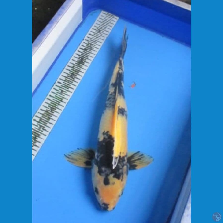 TATEGOI SHIRO JANTAN 45 CM