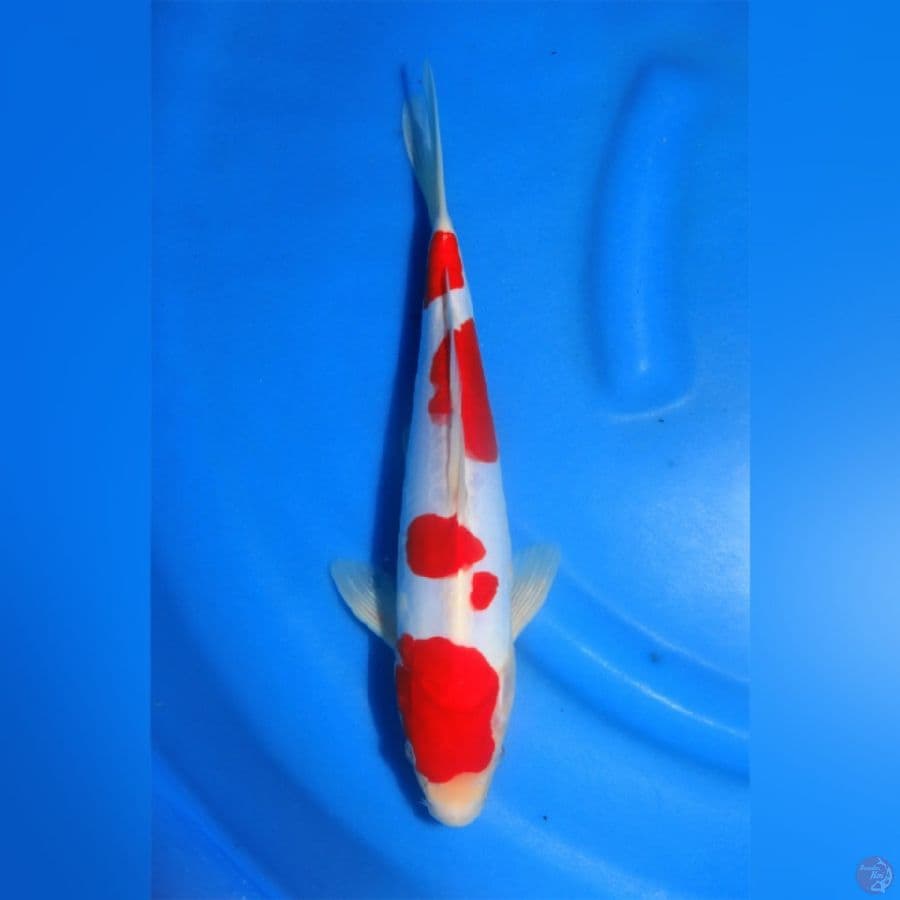 doitsu kohaku sq 32cm