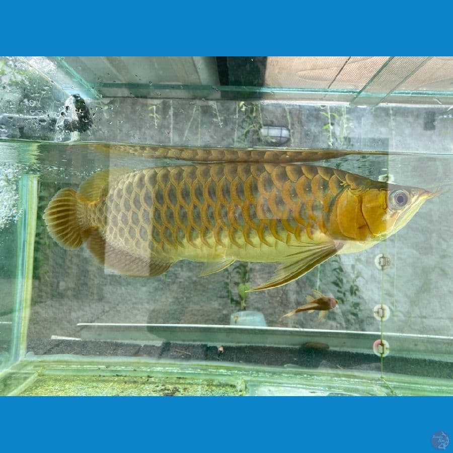 Red Arwana