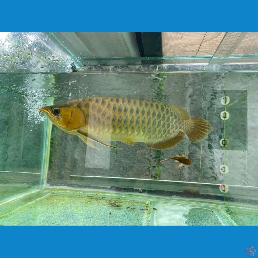 Red Arwana