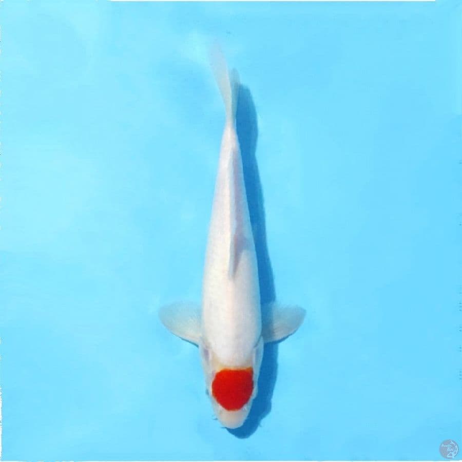 13.28cm Tancho kohaku Male