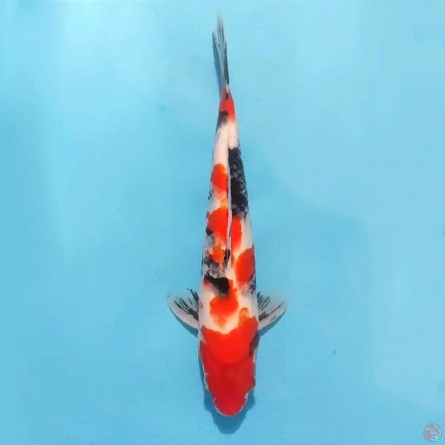 4.28cm kindai showa male