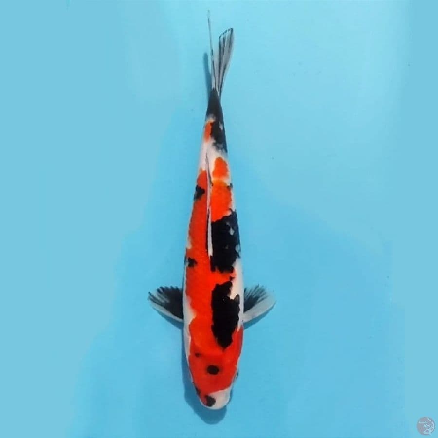 19.27cm Showa skin halus HQ female