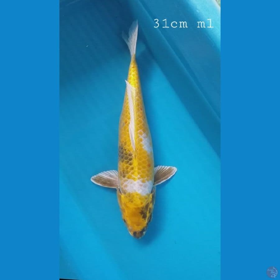 Kin ki showa 31cm/ml