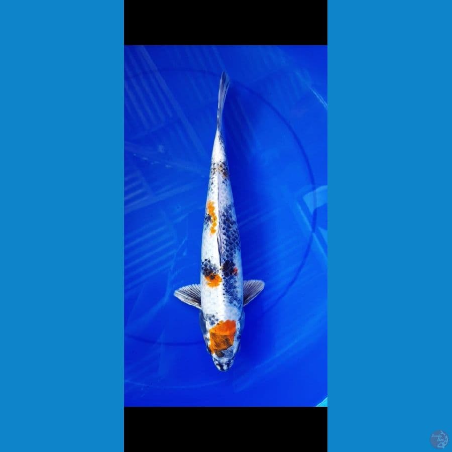 Kin Showa 39 cm