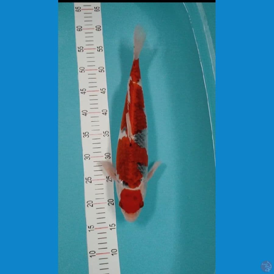 Gosiki 42 cm jantan