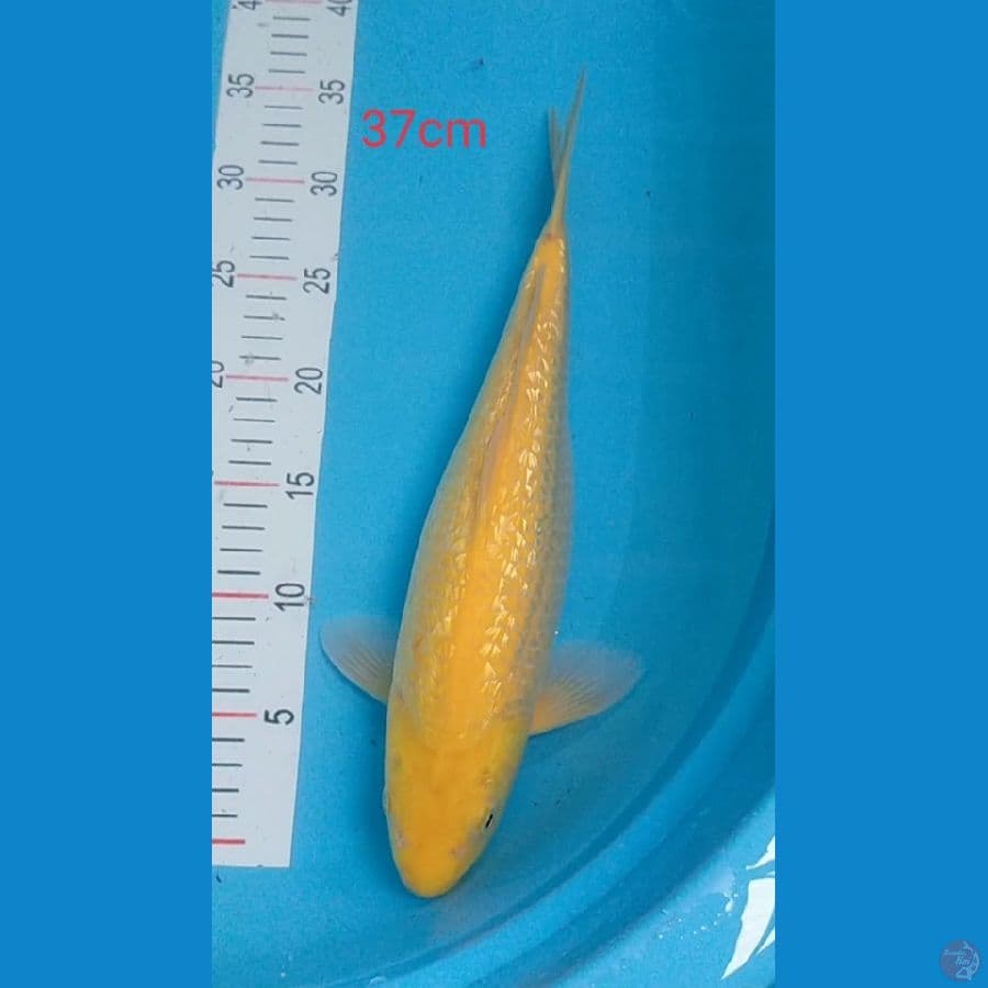 Karasi mutiara Mata merah
