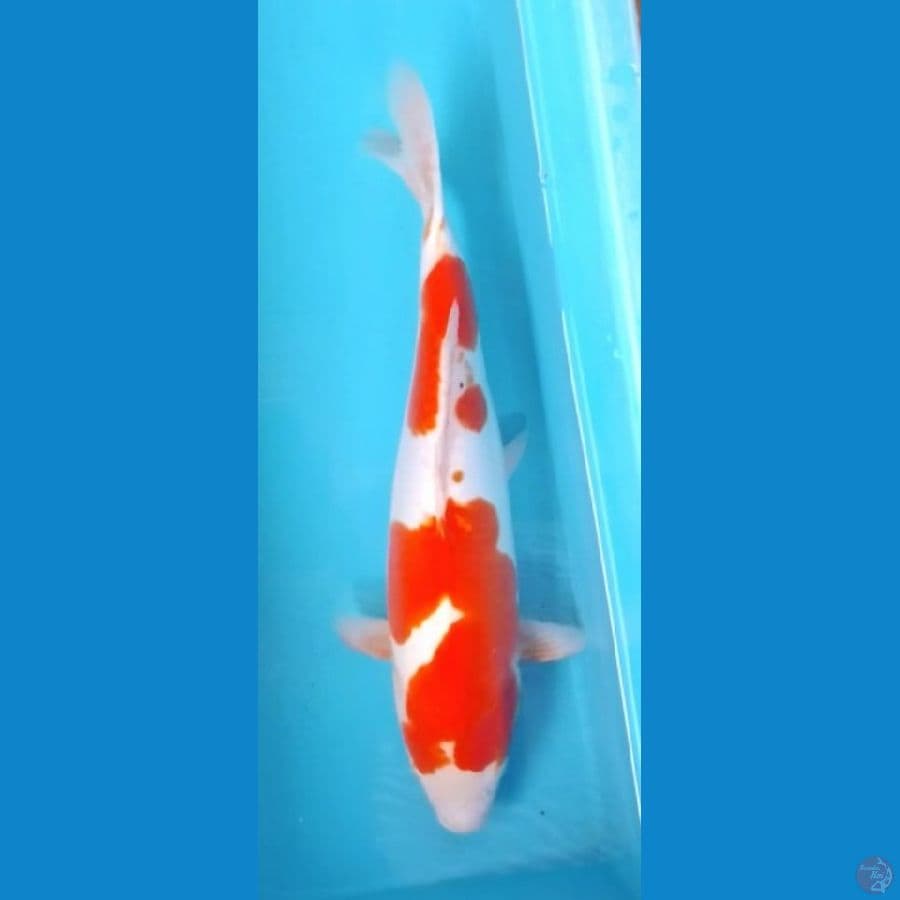 Kohaku Doitsu 2step Original 40cm (F)
