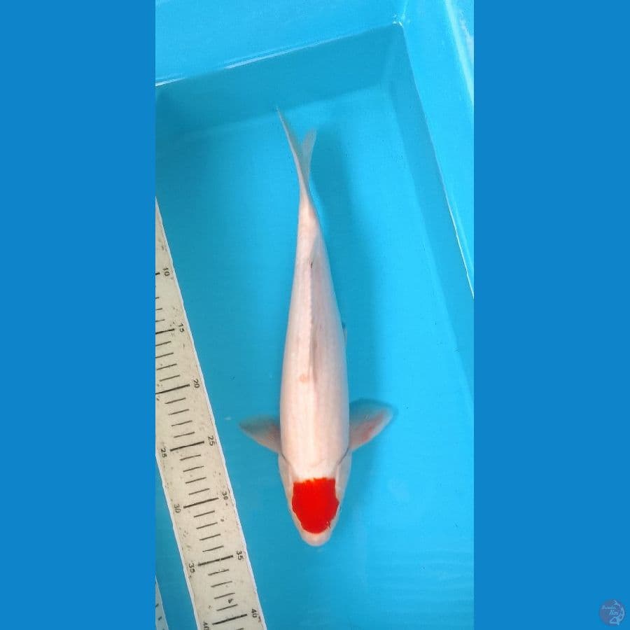 Tancho Kohaku Original 35cm (F)