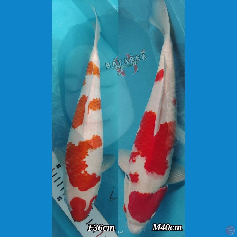 2 ekor kohaku