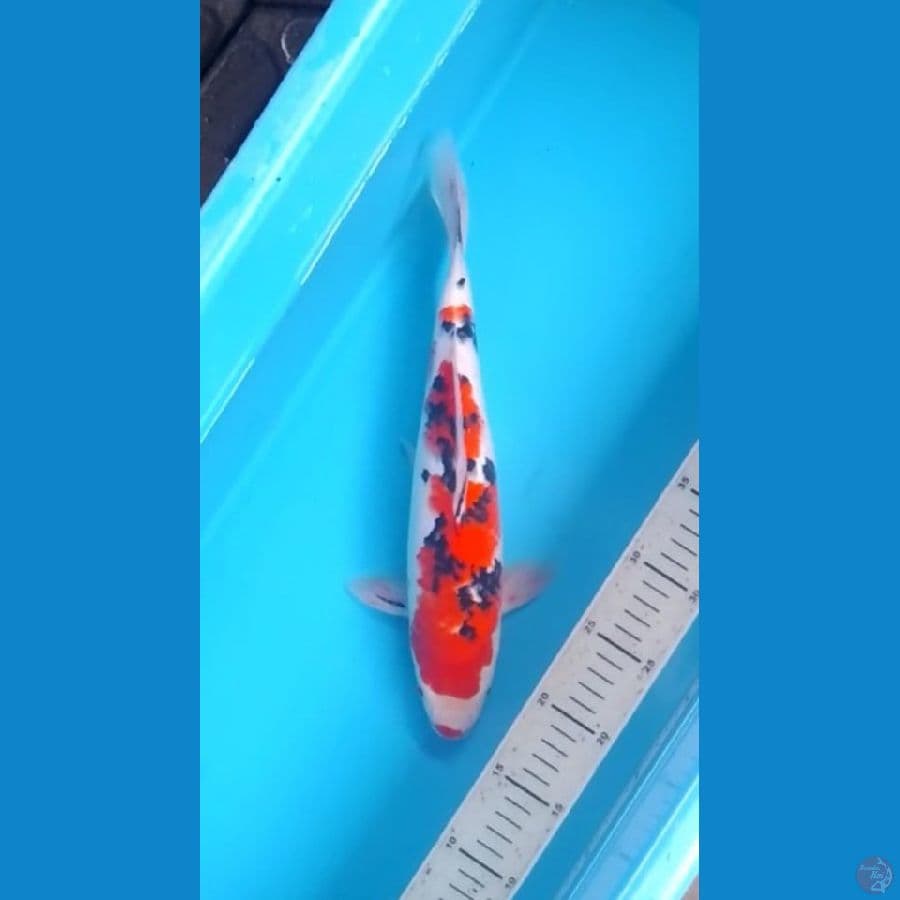 HQ 3step Sanke Kuchibeni 34cm (F)