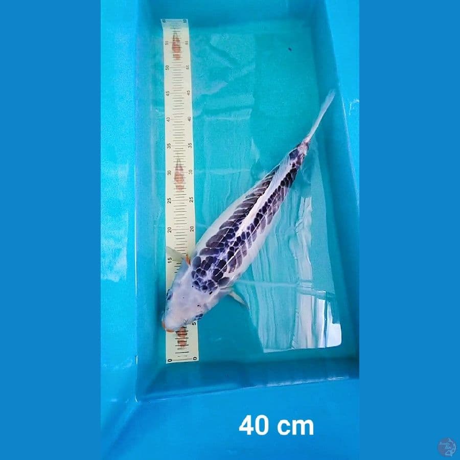Shusui 40 cm