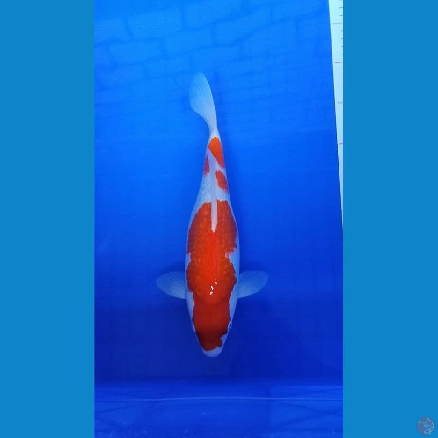 Kohaku Ginrin Show Quality
