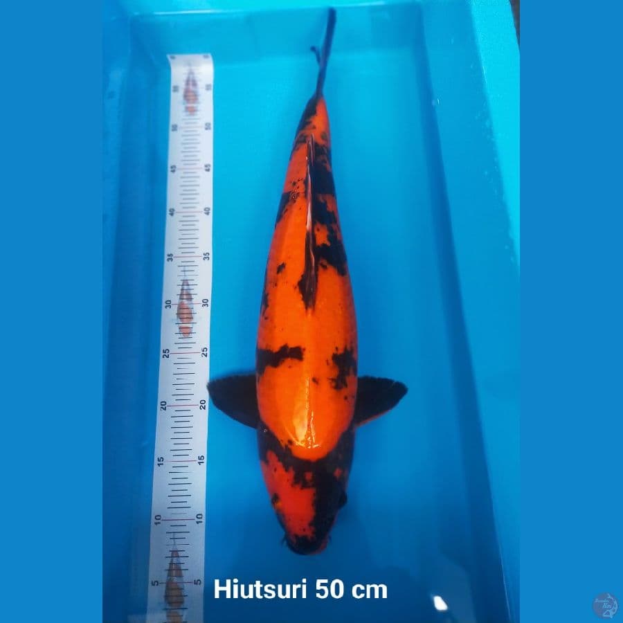 HIUTSURI JUMBO STONG