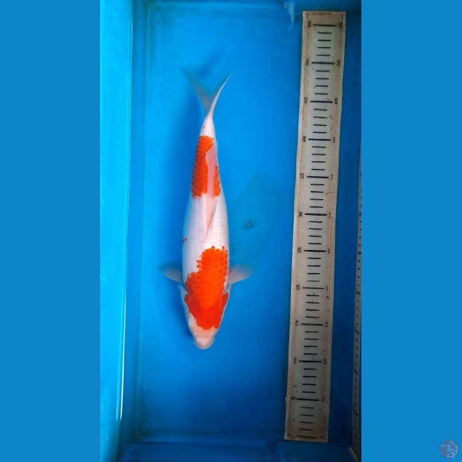 kohaku