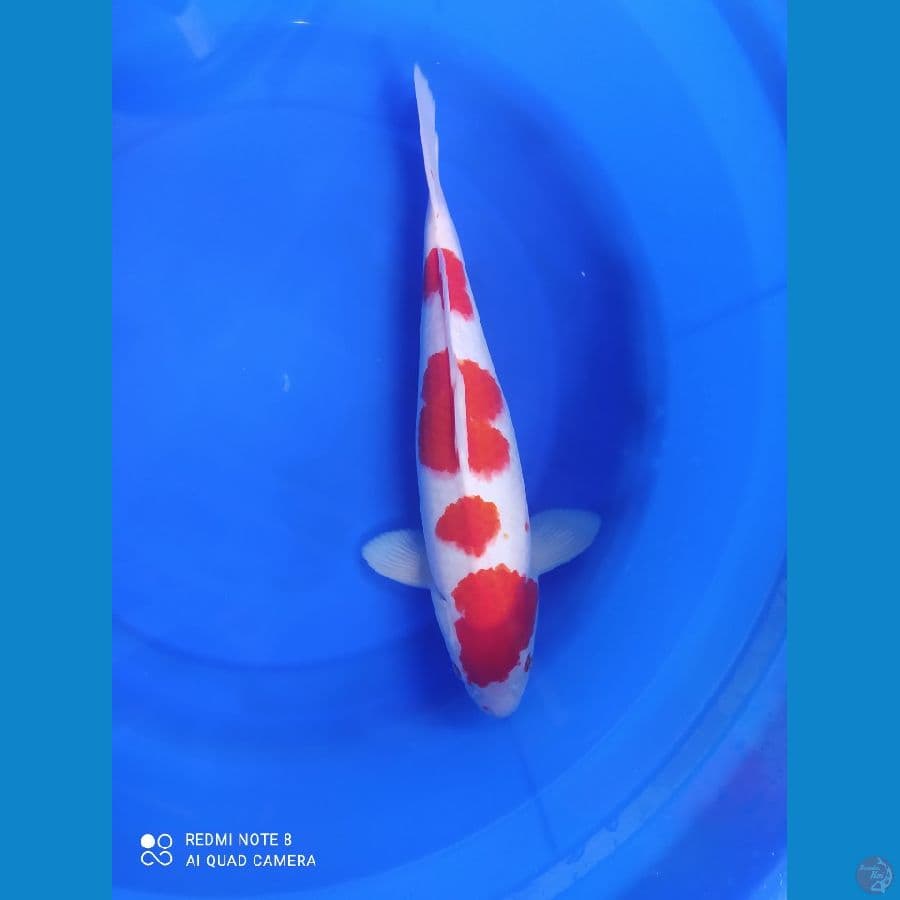MURAY KOIFARM-KOHAKU 37 CM MALE