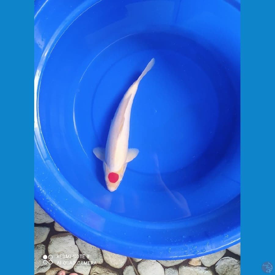 MURAY KOIFARM-TANCHO ORIGINAL 37 CM MALE