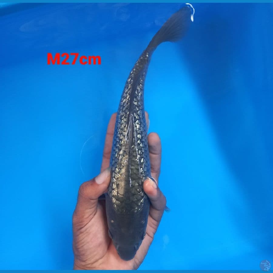 soragoi ginrin 27cm jantan