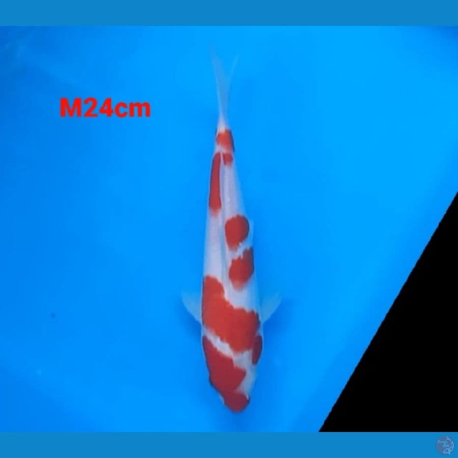 kohaku 24cm jantan
