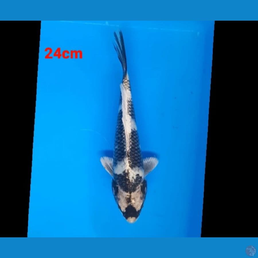 kin shiro 24cm