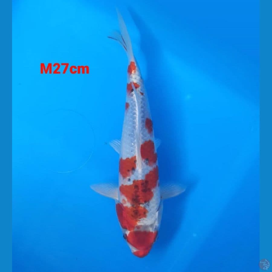 ghosiki 27cm jantan