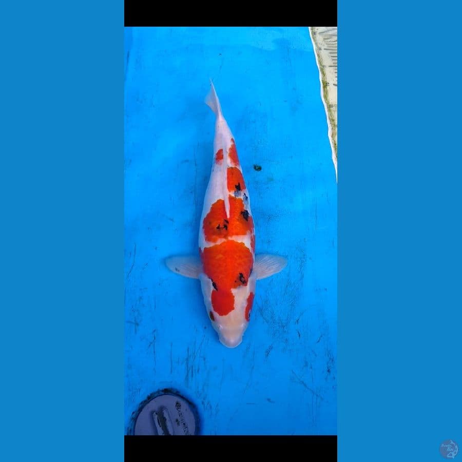 sanke... 41cm