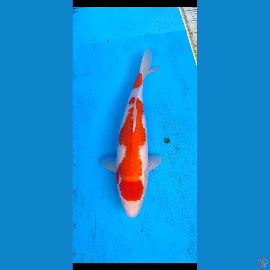 kohaku... 44cm
