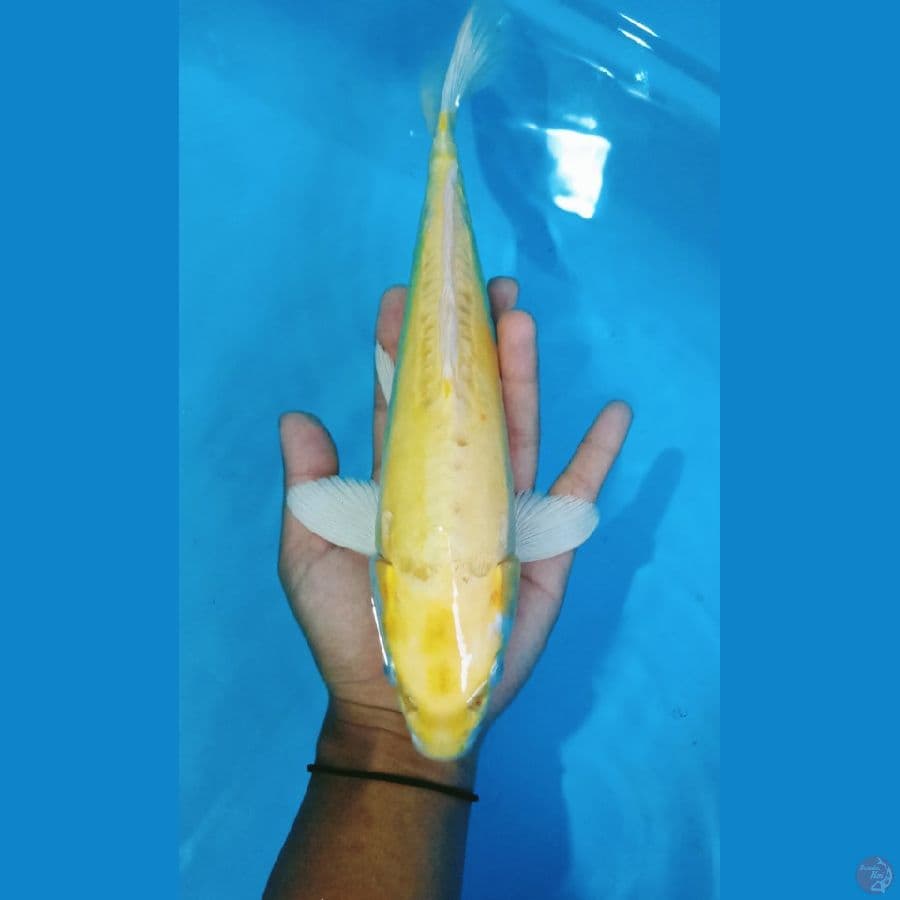 Matsuba doitsu 30cm /male