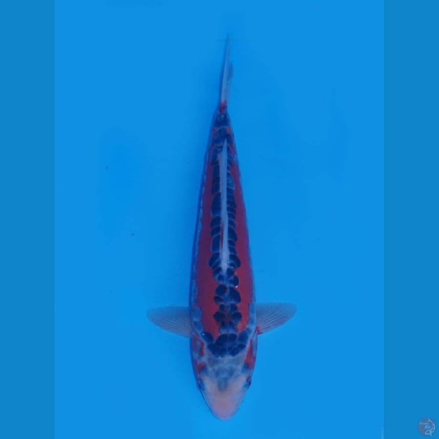 Red Shusui
