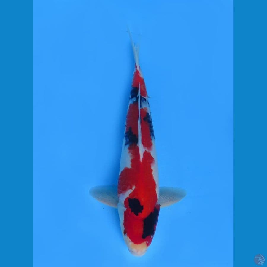Red Sanke