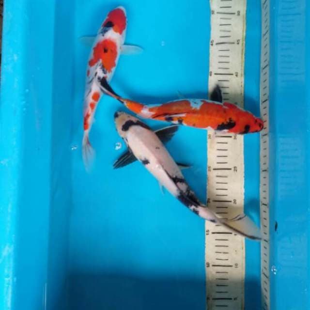 Mix 26 27 29cm