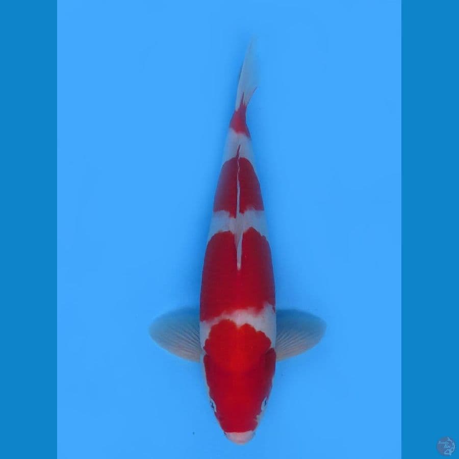 Red Yondan Kohaku