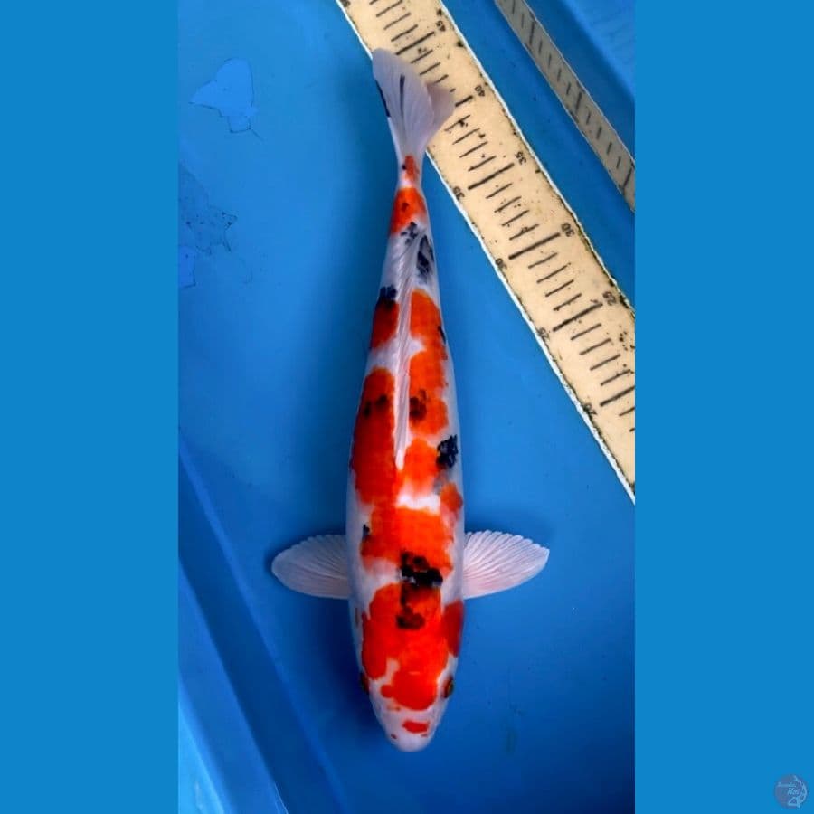 yamato nishiki 40cm