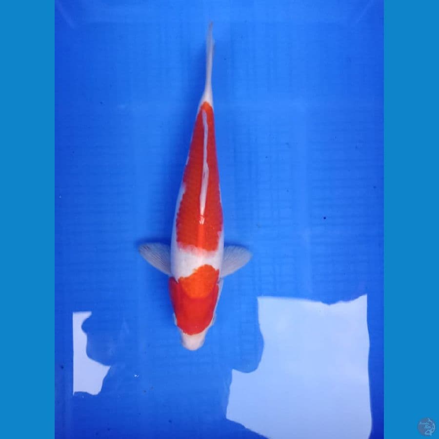 kohaku 31