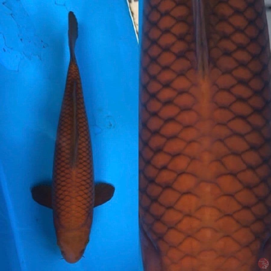 chagoi 30cm