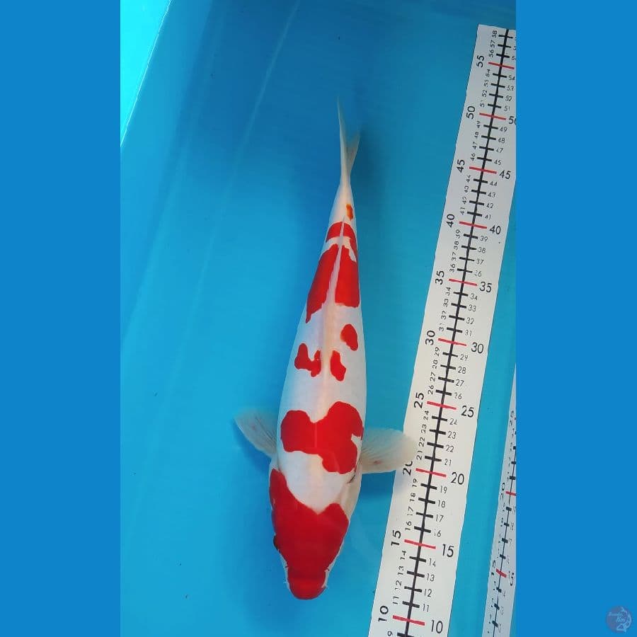 KOHAKU DOITSU 36CM