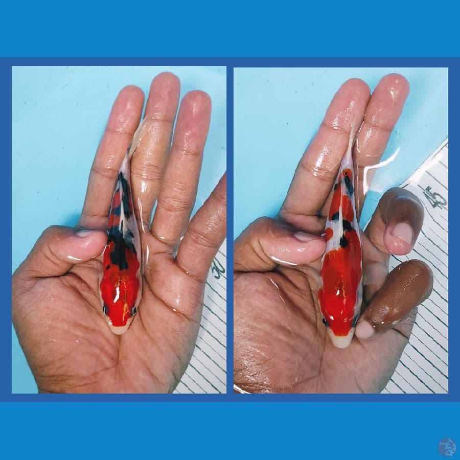 super mini all 12cm
