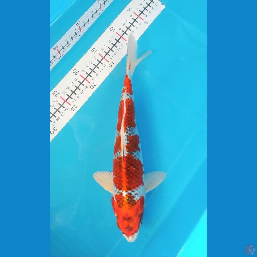 KUJAKU 31CM MALE