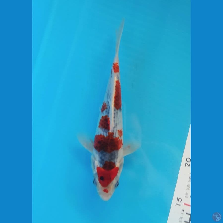 GOSHIKI 21 CM FEMALE
