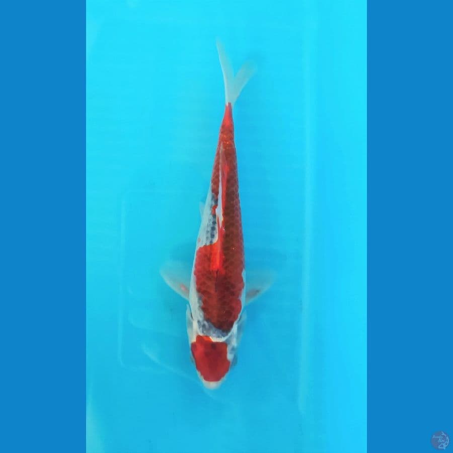 GOSHIKI 20CM MALE