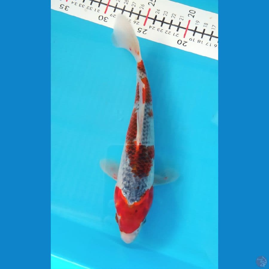 GOSHIKI 23 CM FEMALE