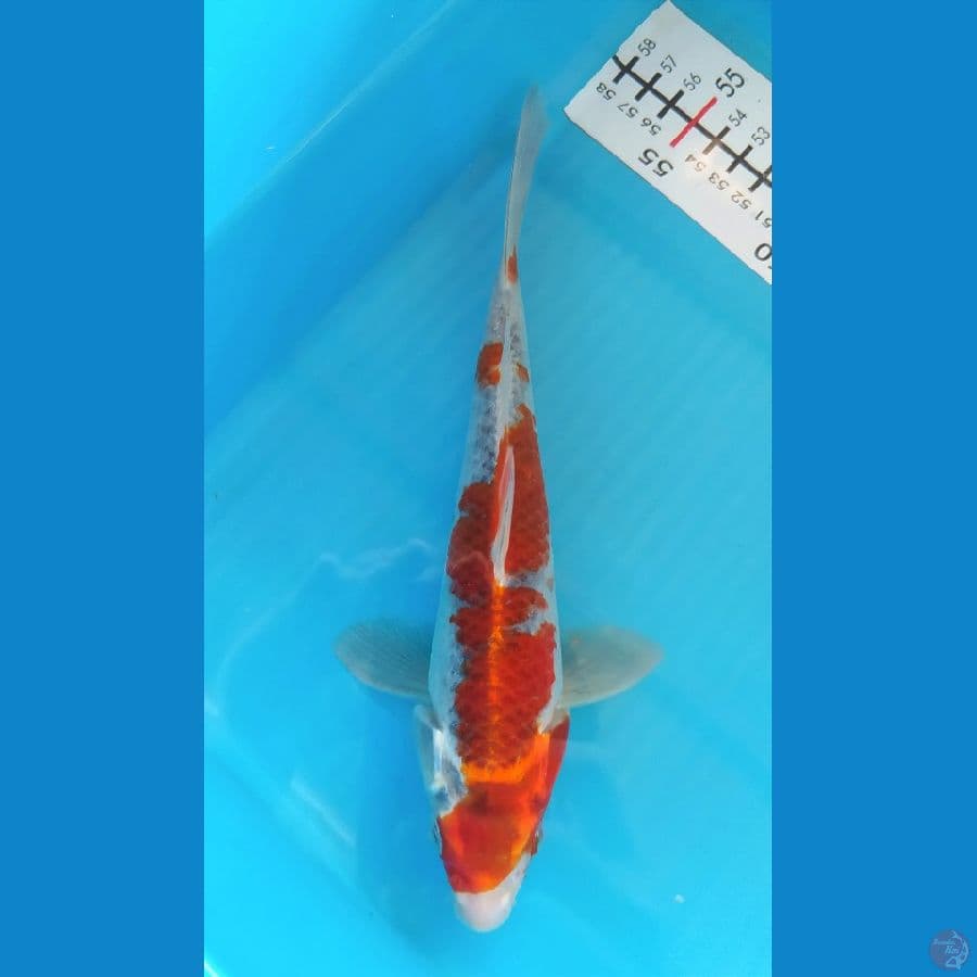 GOSHIKI 23CM MALE