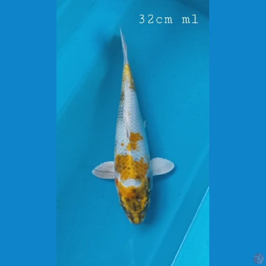 kin shiwa 32cm/ml