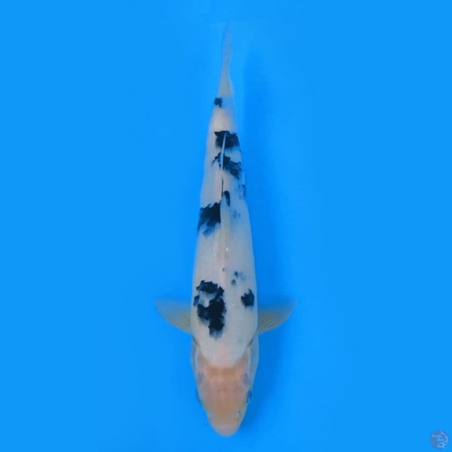 SHIRO TATEGOI 28cm FEEMALE