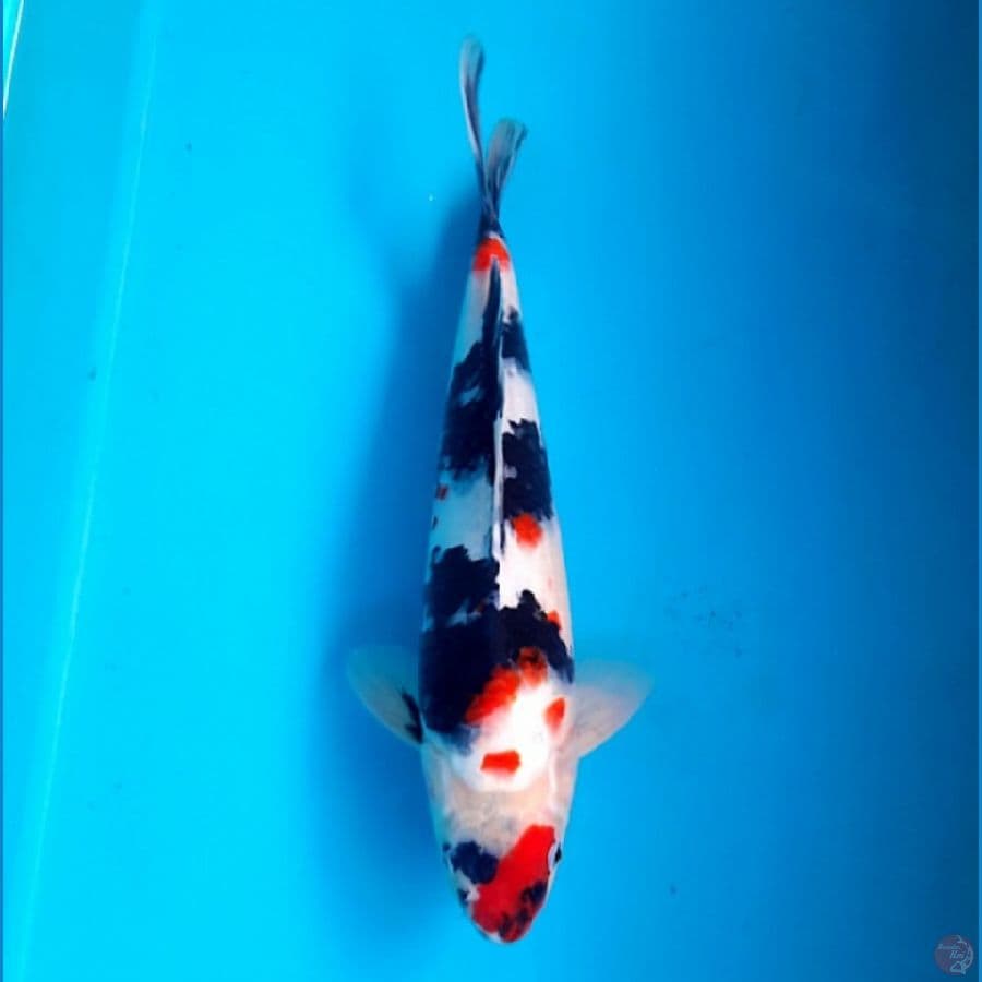 Kindai showa 33cm Male