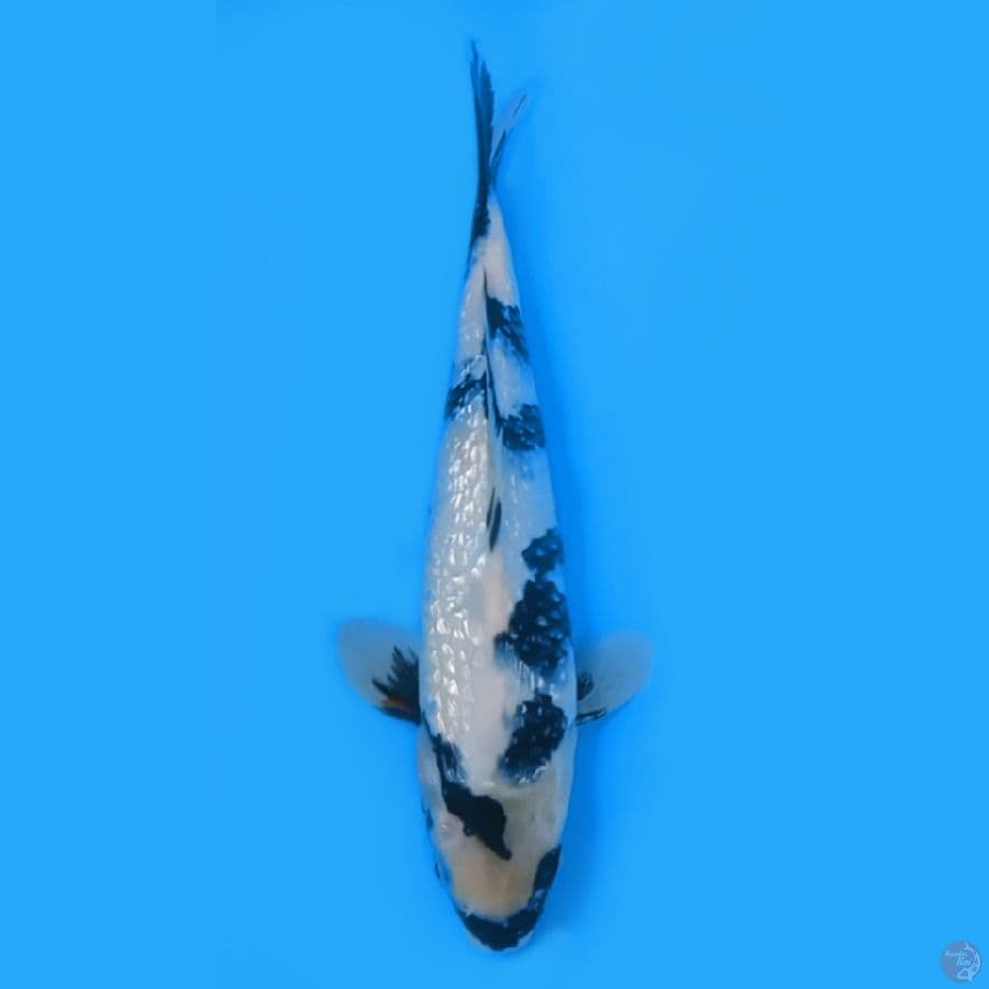 SHIRO GINRIN 30cm FEEMALE