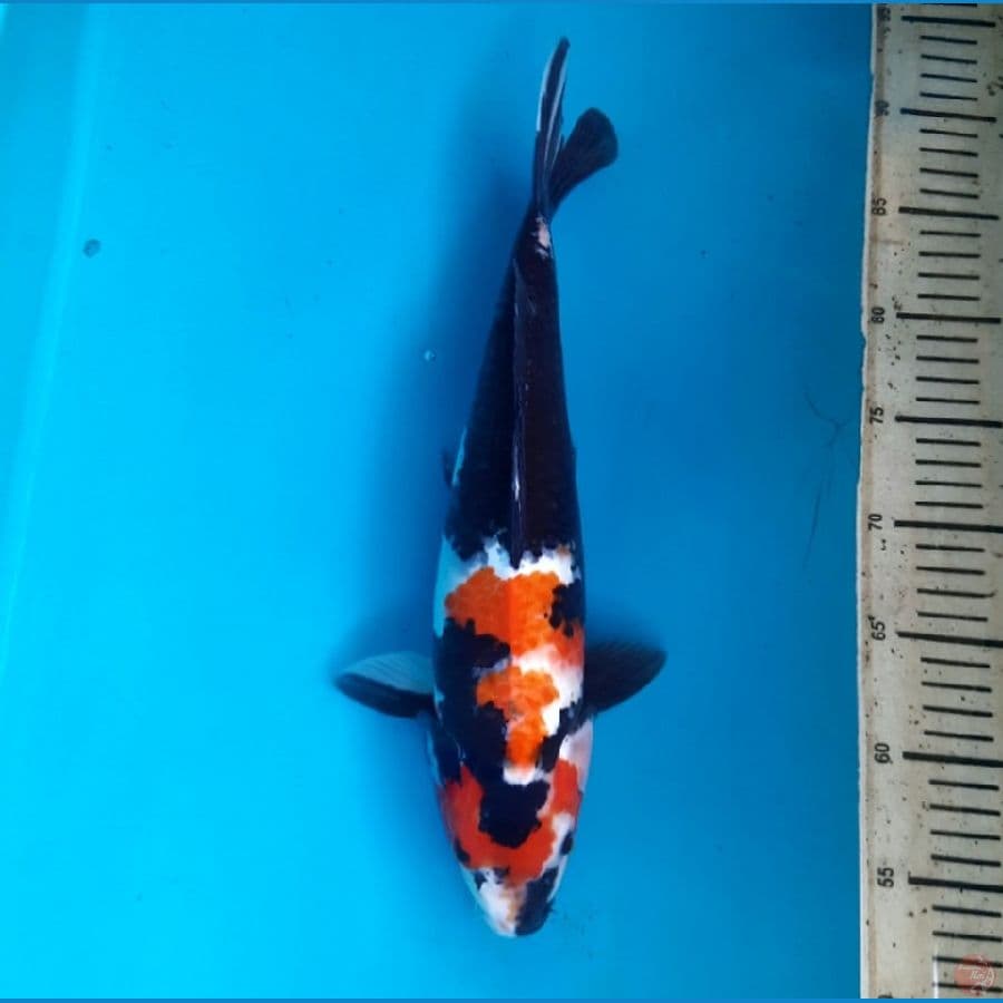 Showa 37cm female