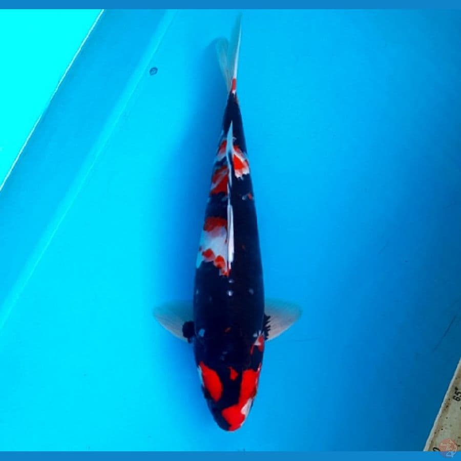 Strong flash showa 35cm male