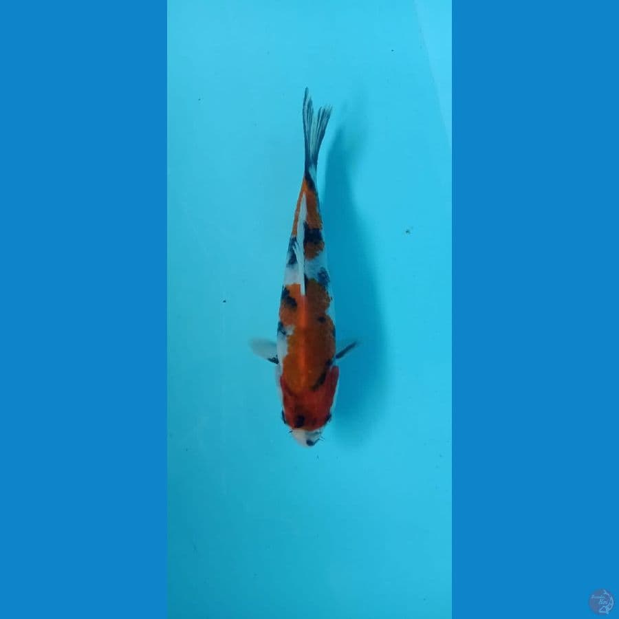 showa