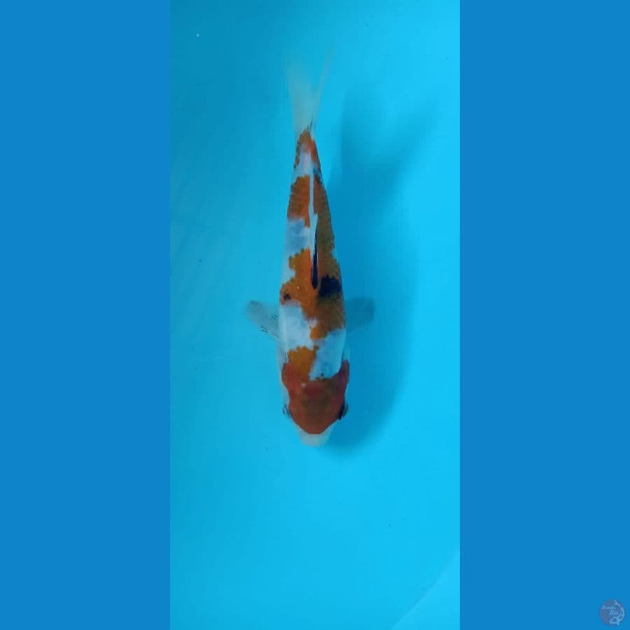 showa